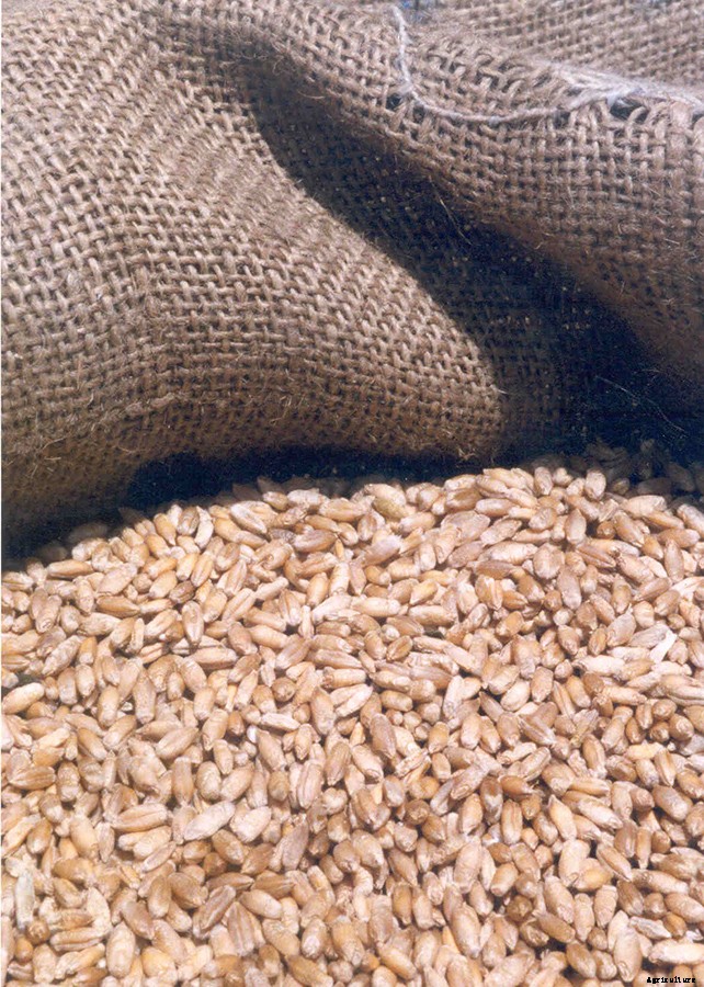 Winter cereals can replace corn in pig and poultry feed