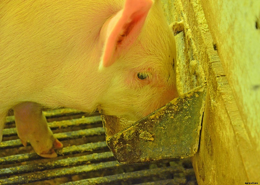 Winter cereals can replace corn in pig and poultry feed