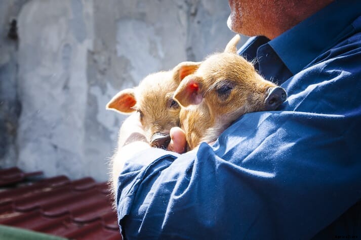 Experts explain how we can prioritise farm animal welfare post-Brexit