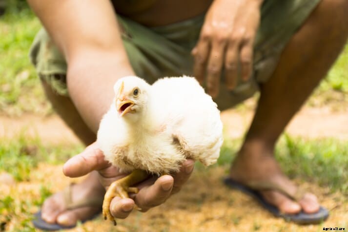 OIE's Global Burden of Animal Disease (GBAD) research programme secures more funding