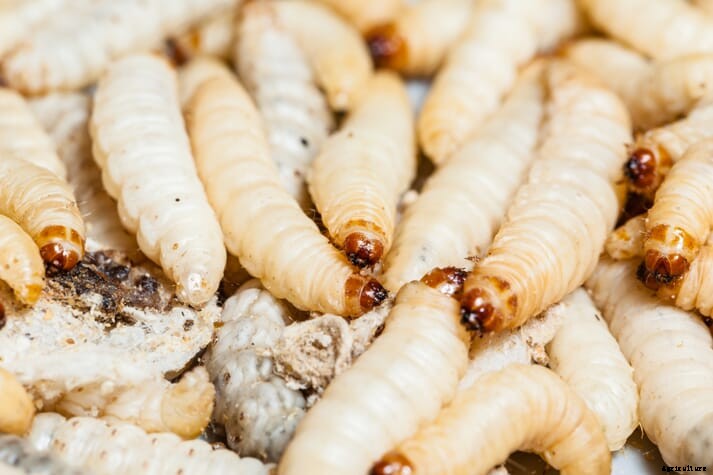 Eating fly larvae can stimulate natural behaviour in broilers