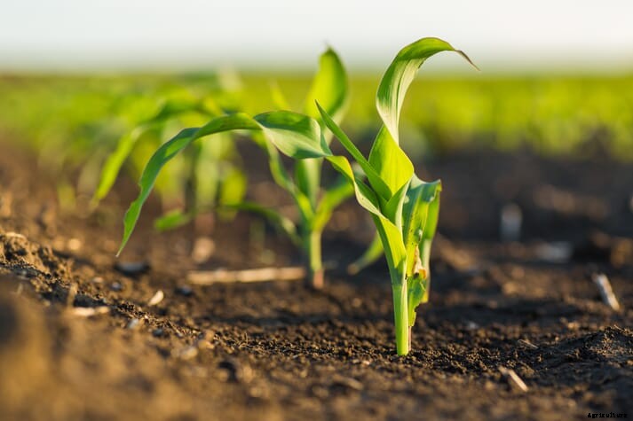 Argentina lifts corn export ban and adopts 30,000 tonne sales cap instead