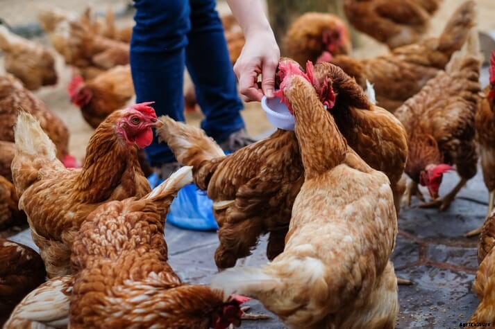 RSPCA voices concerns over abandoned lockdown chickens