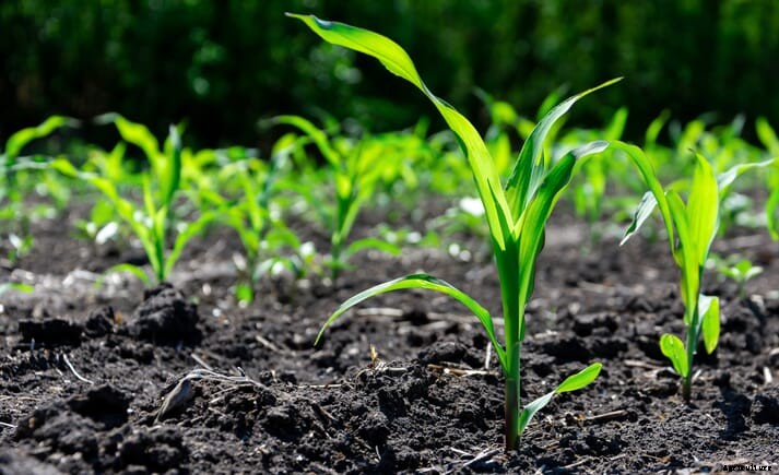 Argentina suspends corn exports to safeguard domestic food supplies