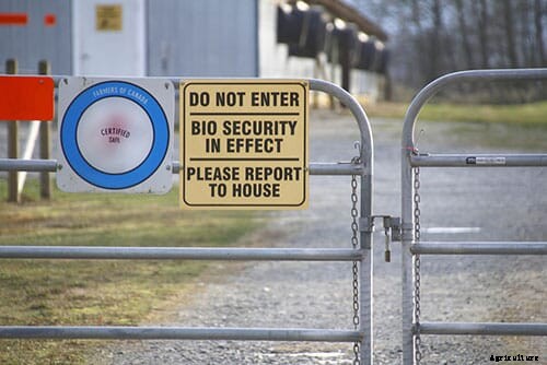 Include feed delivery and storage protocols in bird flu biosecurity measures