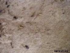 Considerations for effective vermin control