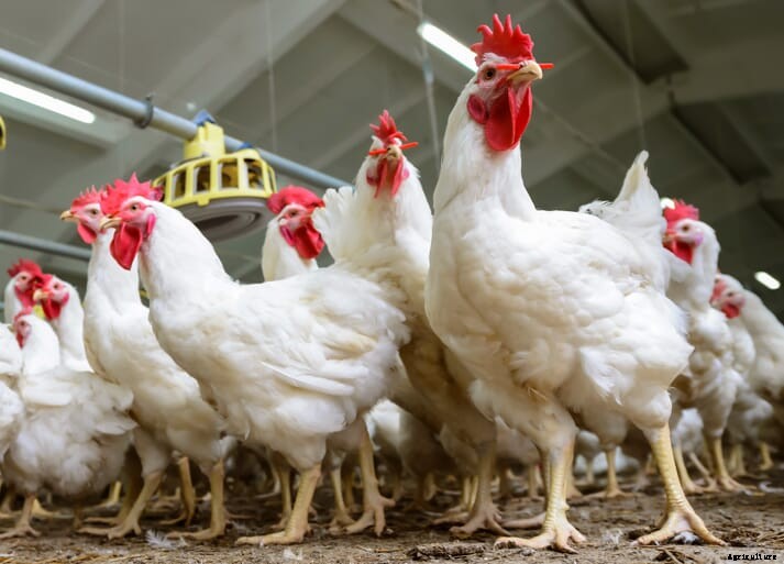 EU's largest meat supplier signs the Better Chicken Commitment