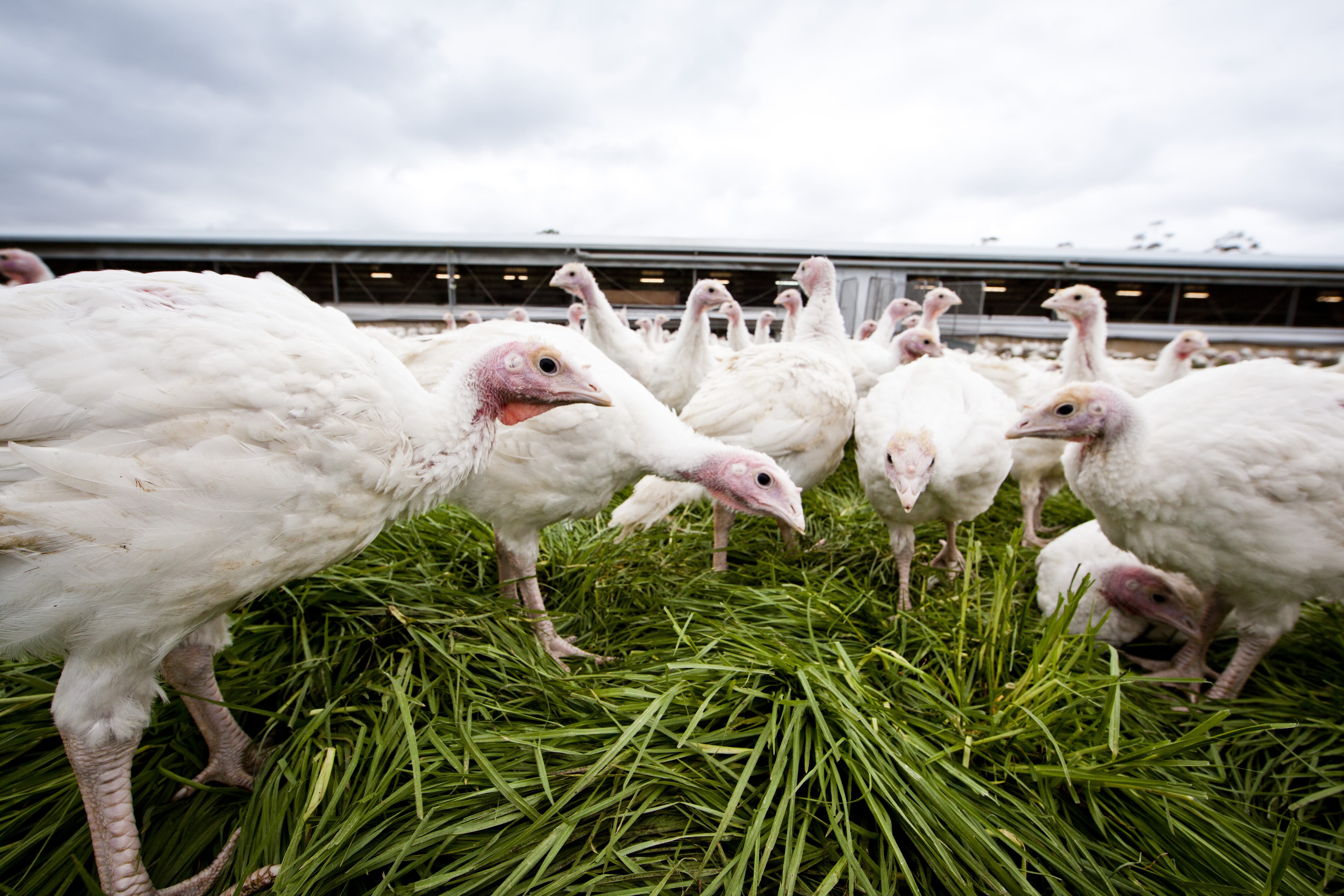 Australians can support higher welfare farming during the holiday season