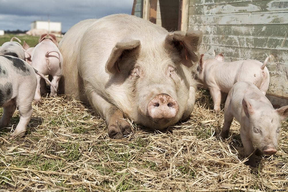 Australians can support higher welfare farming during the holiday season