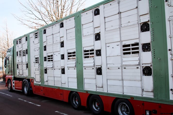 UK Government considers ending live animal exports for slaughter﻿