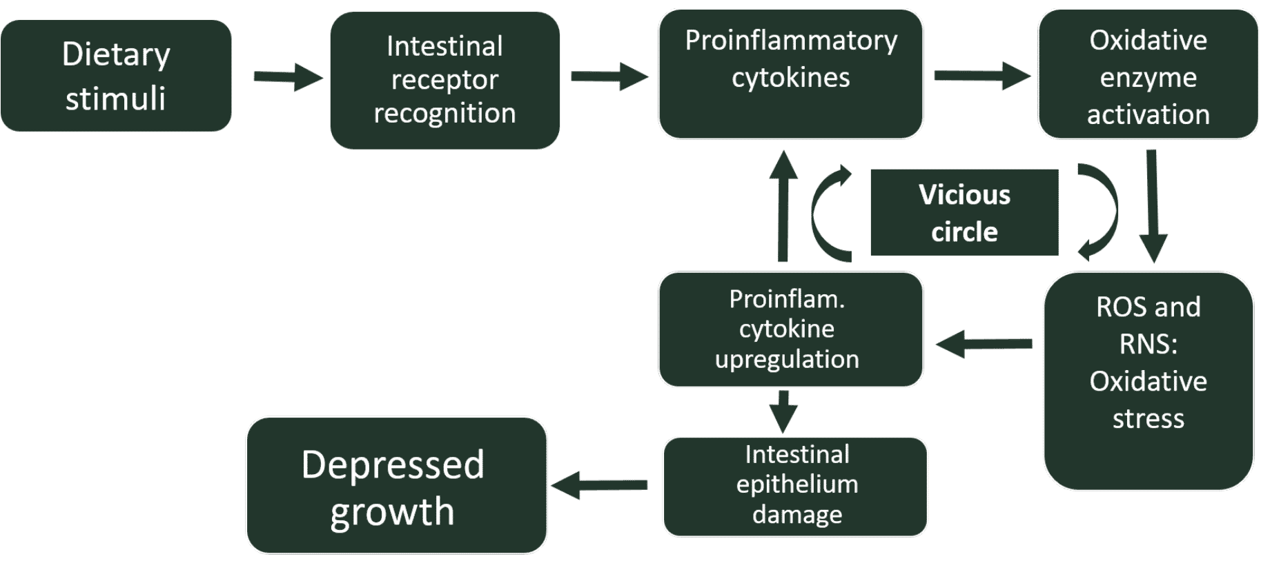 Feed-induced gut inflammation and oxidative stress in chickens; what antibiotic growth promoters actually hide