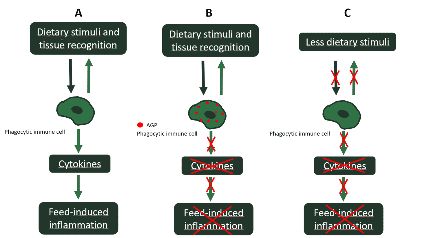 Feed-induced gut inflammation and oxidative stress in chickens; what antibiotic growth promoters actually hide