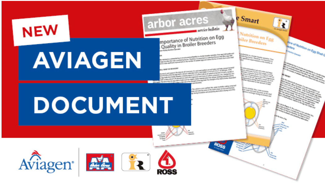 Hot off the press – Latest Aviagen Brief on importance of nutrition on egg shell quality in broiler breeders