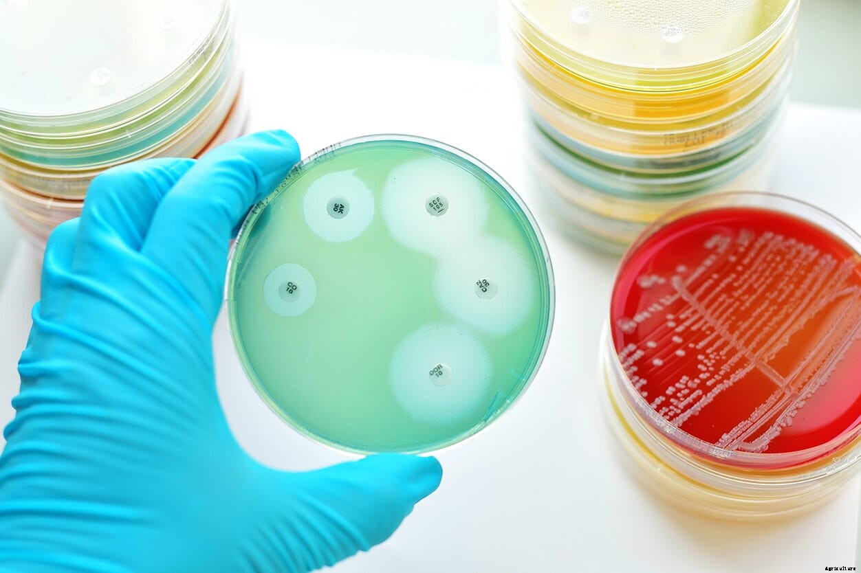 World Antimicrobial Awareness Week – a fresh focus on AMR