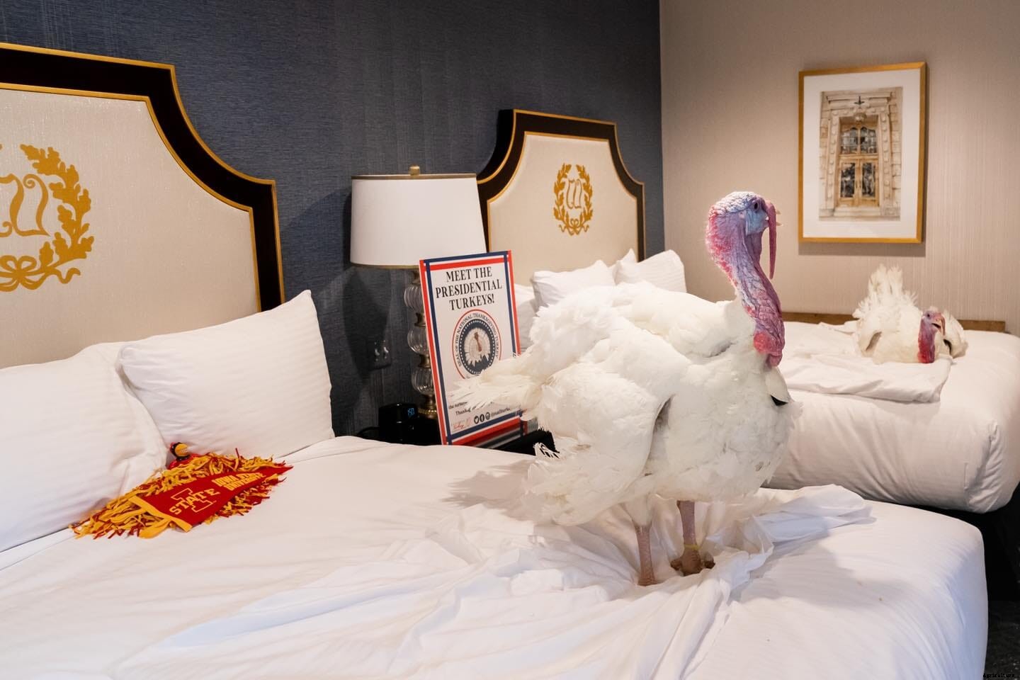 US National Thanksgiving Turkey receives Presidential pardon