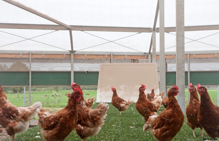UK's farm antibiotic reduction targets must be paired with meaningful higher poultry welfare