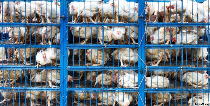 New report alleges that the USDA is turning a blind eye to animal abuse at large poultry plants