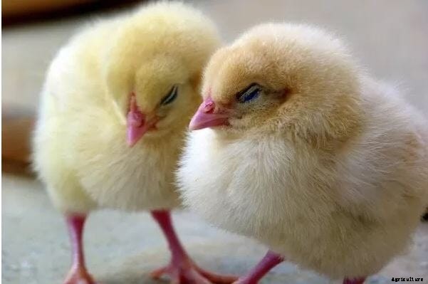 ‘Listening’ to chicks could improve poultry welfare