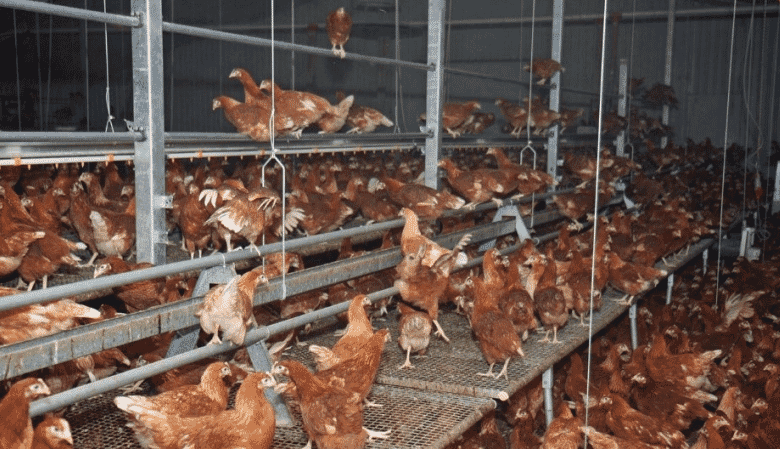 Managing fully beaked flocks