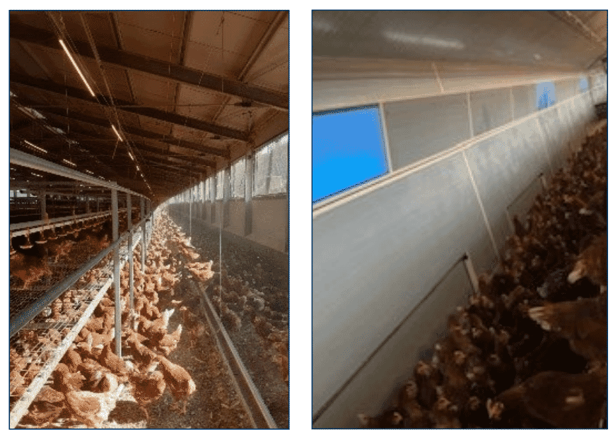 Managing fully beaked flocks