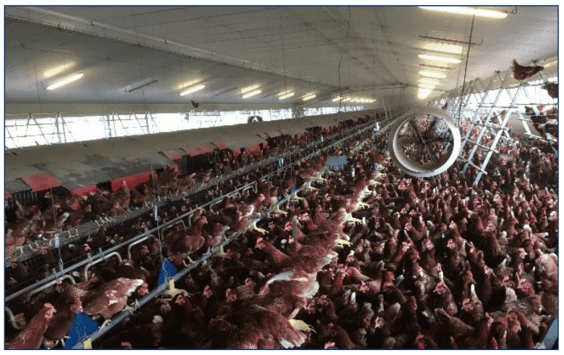 Managing fully beaked flocks