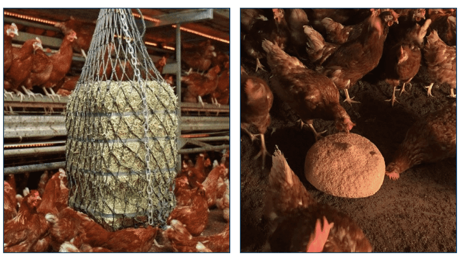 Managing fully beaked flocks