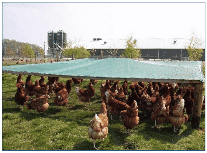 Managing fully beaked flocks