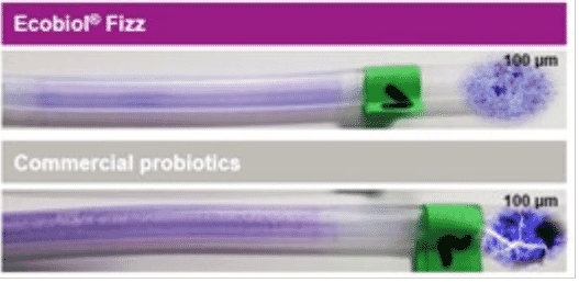 The next generation of water-soluble probiotics, providing a possible alternative to AGPs