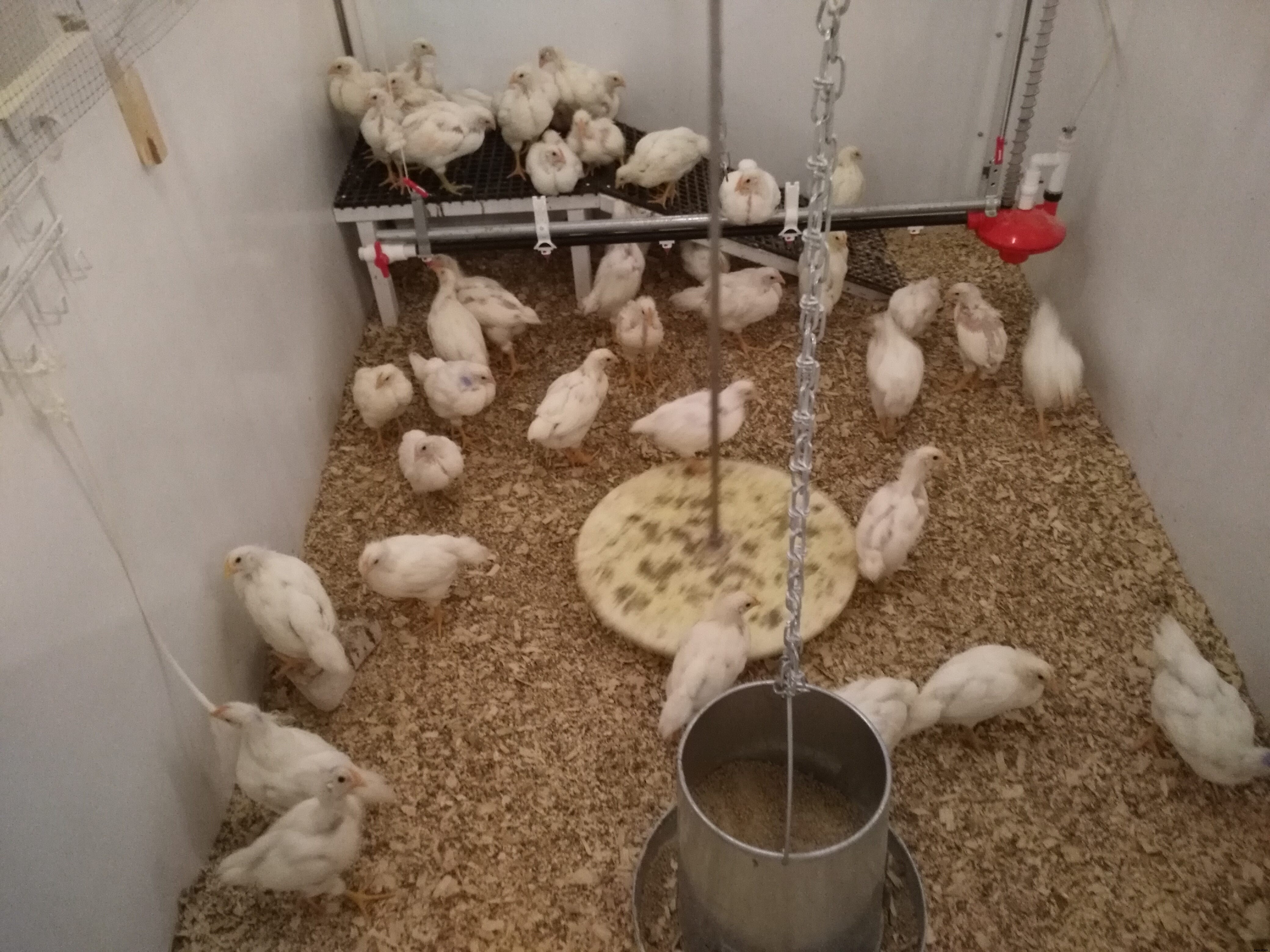 Canadian researchers determine slow-growing chickens more humane
