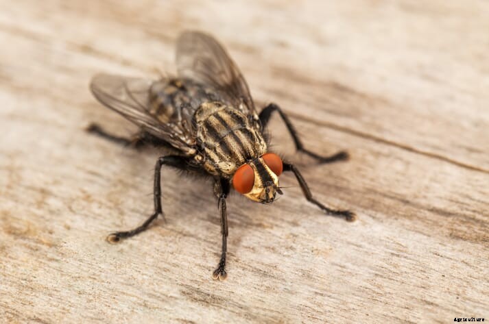 US researchers hope to swat house fly populations in poultry houses