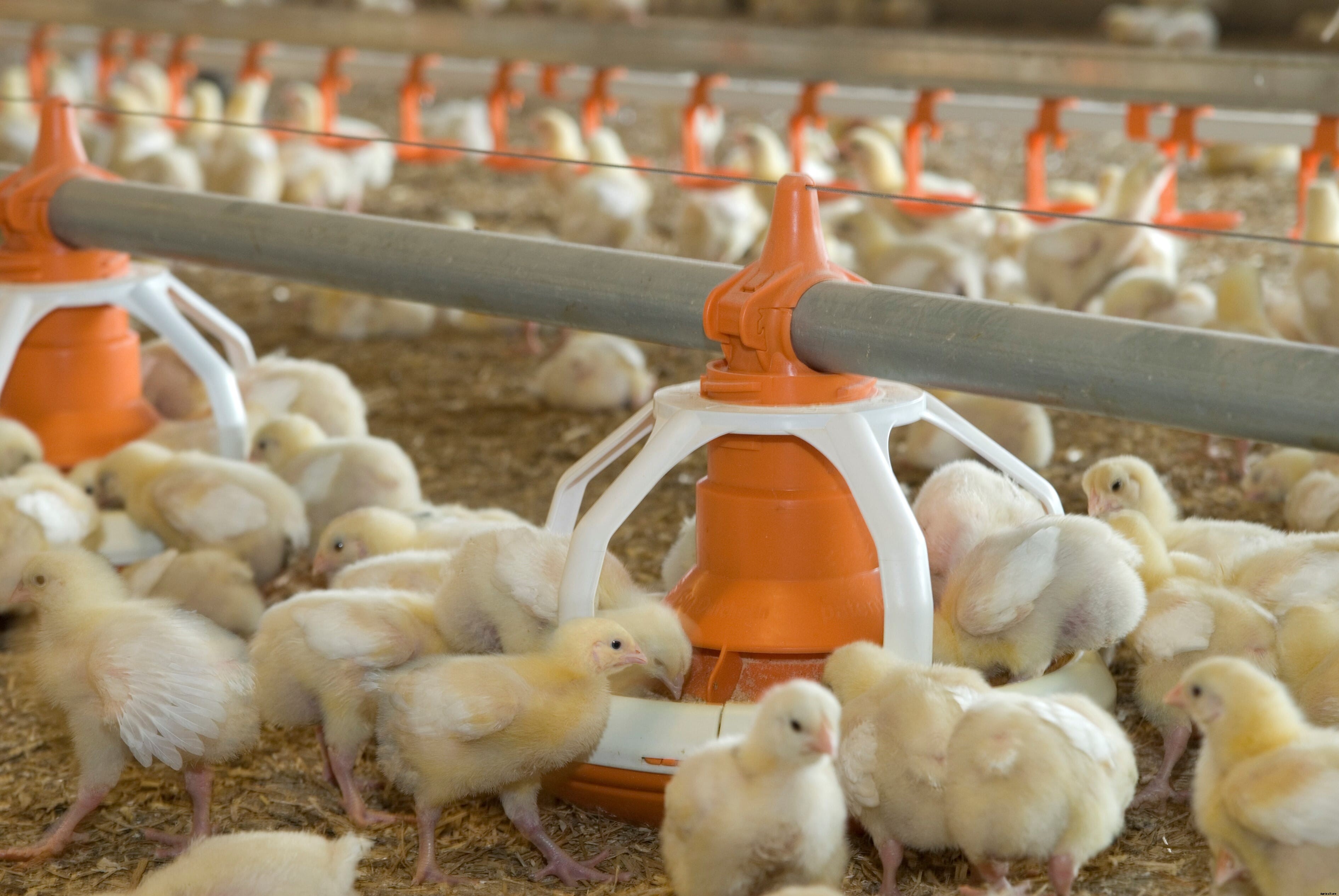 Production Perspective: Cobb500’s robust gut health provides opportunity for cost-savings