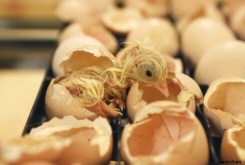 Better health in chicks that hatch directly in the house