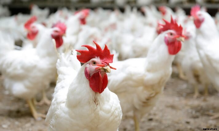 Maize shortage in Nigeria has knock-on effects for poultry farmers