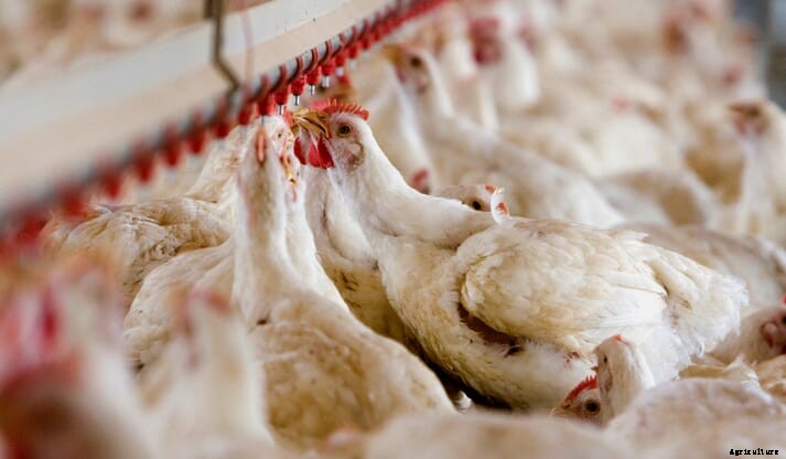Weekly poultry outlook - global broiler production up 2 percent