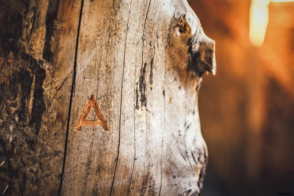 Arbiom demonstrates scale-up of wood-to-food technology