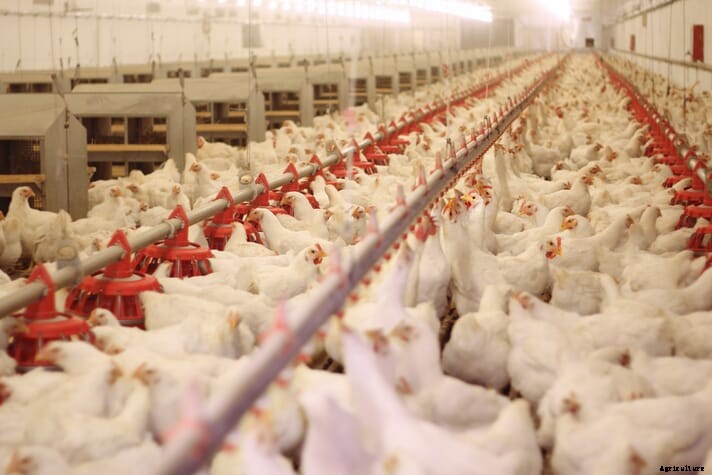 UK meal kit companies take steps to ensure chicken welfare