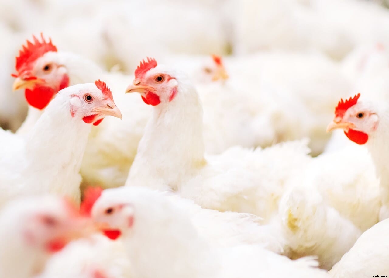 New research from Trouw shows why timing matters for broiler breeder nutrition