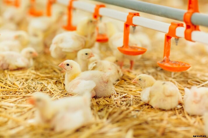 Researchers explore nutrition-based solution to woody breast