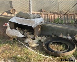 WHO Europe offers advice for handling dead or sick birds amid increase in bird flu outbreaks