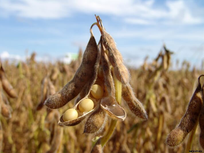 China’s August soybean imports from Brazil jump 22 percent from 2019