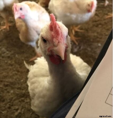 Study by FAI Farms and partners finds slower growing chickens experience higher welfare