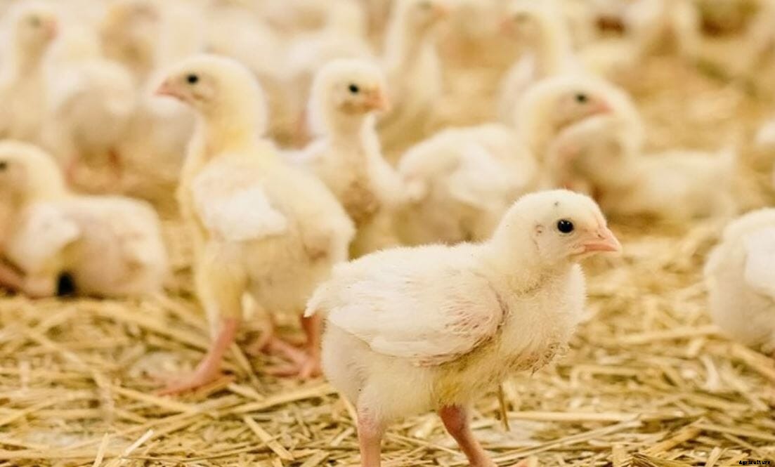 Animal AgTech Innovation Summit: Collaboration to Create Innovative Welfare Technologies with McDonald’s