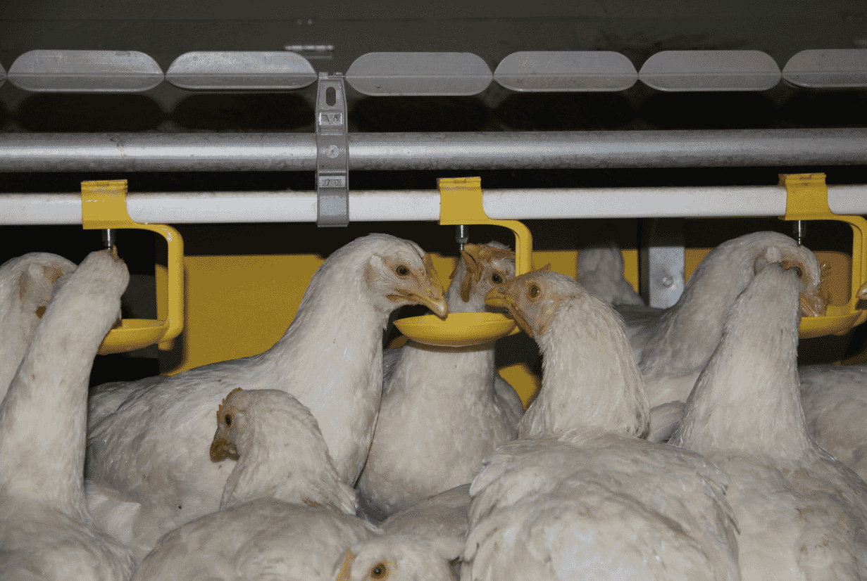 Prevent contaminated water with automated drinking systems