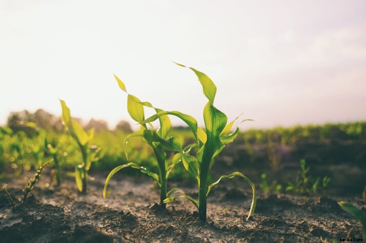 Looming corn shortages in China put agriculture sector on edge