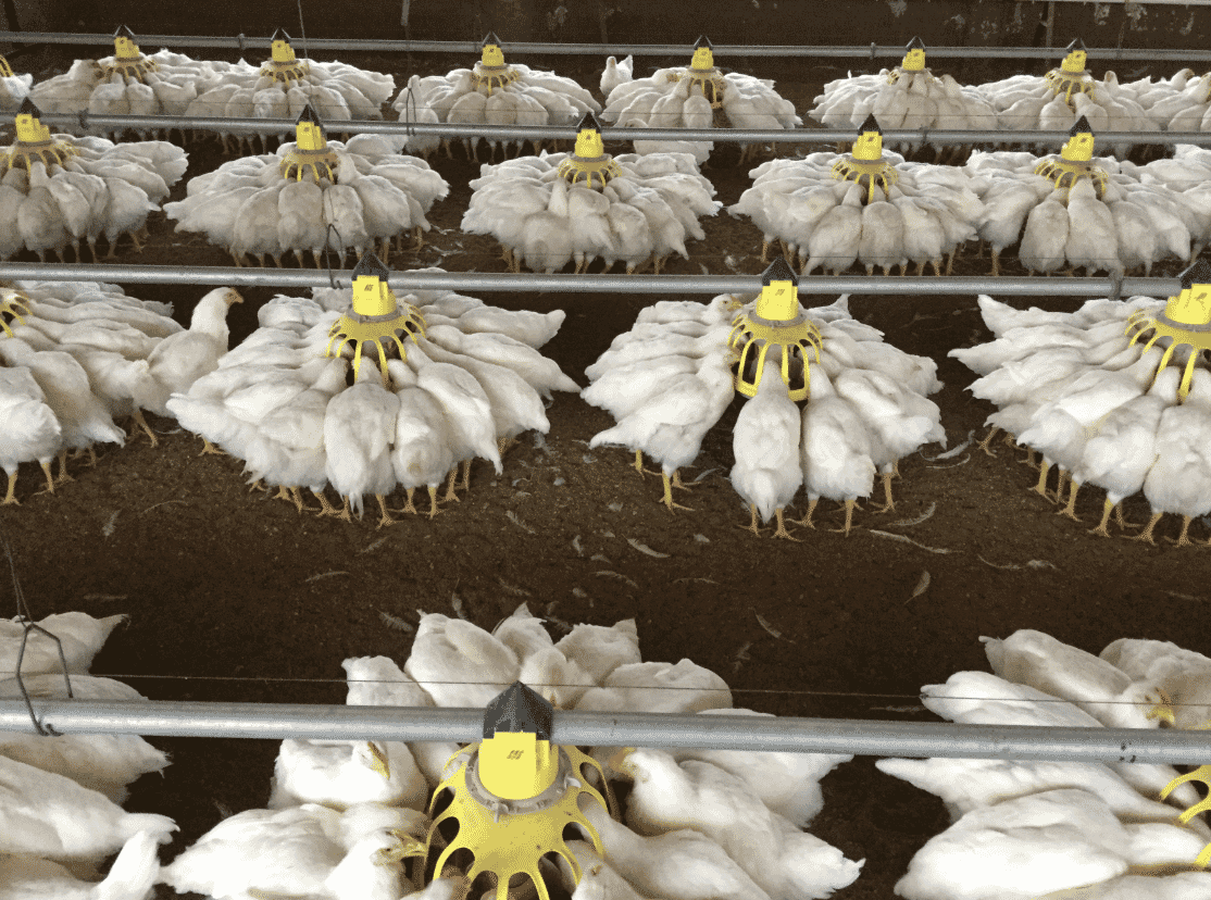 Roxell automatic feeding, the total solution for the intensive livestock industry