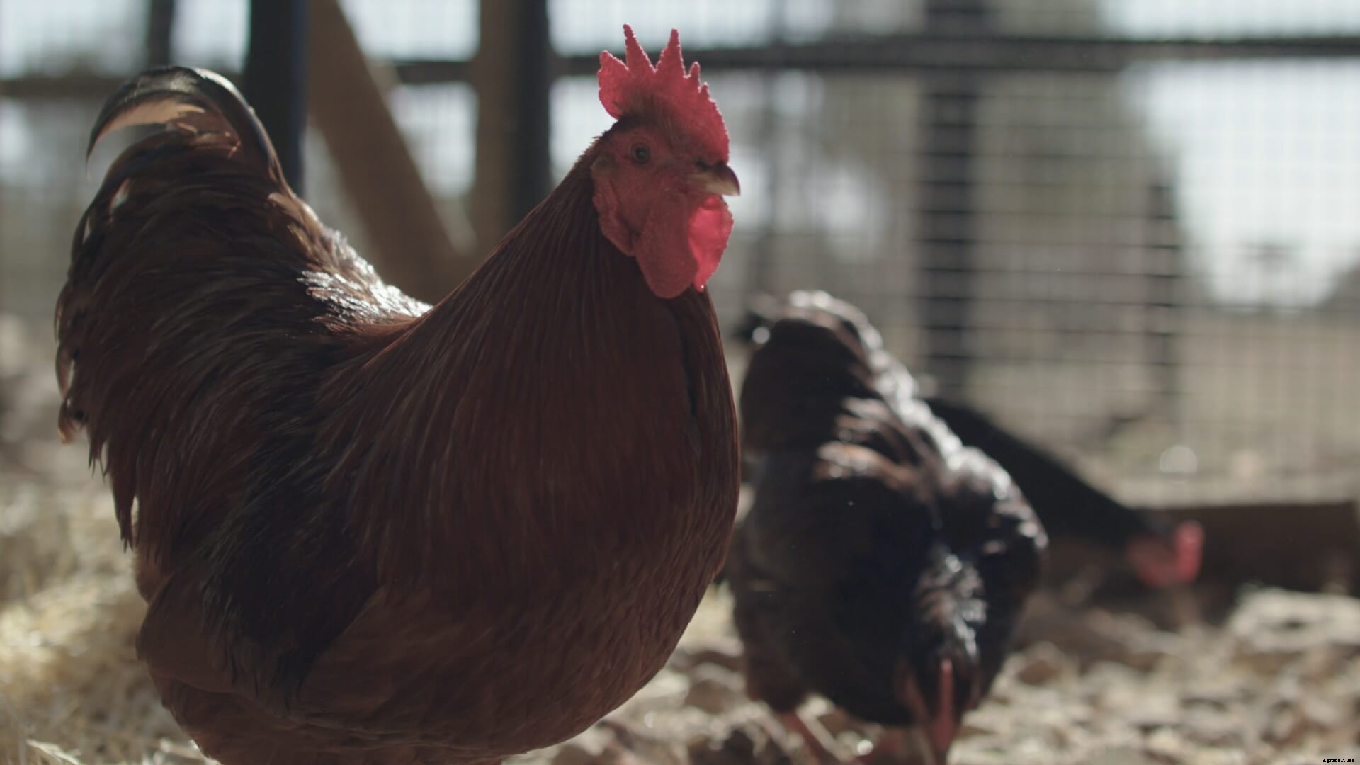 Help safeguard backyard poultry welfare with a Hengineering degree