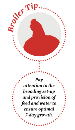 Flock management tip for broilers: Achieving a good 7-day weight for optimal performance