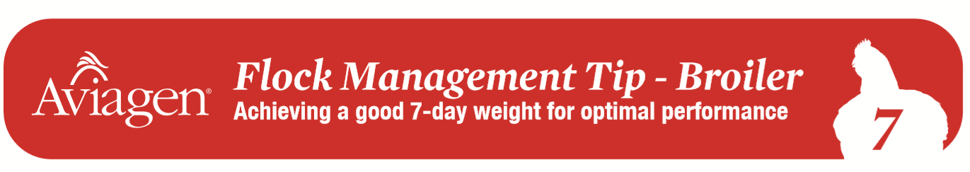 Flock management tip for broilers: Achieving a good 7-day weight for optimal performance