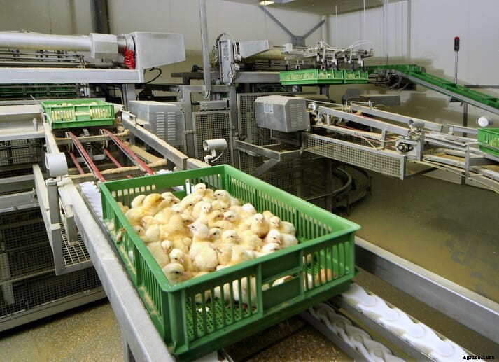 US Postal Service changes harming baby chicks