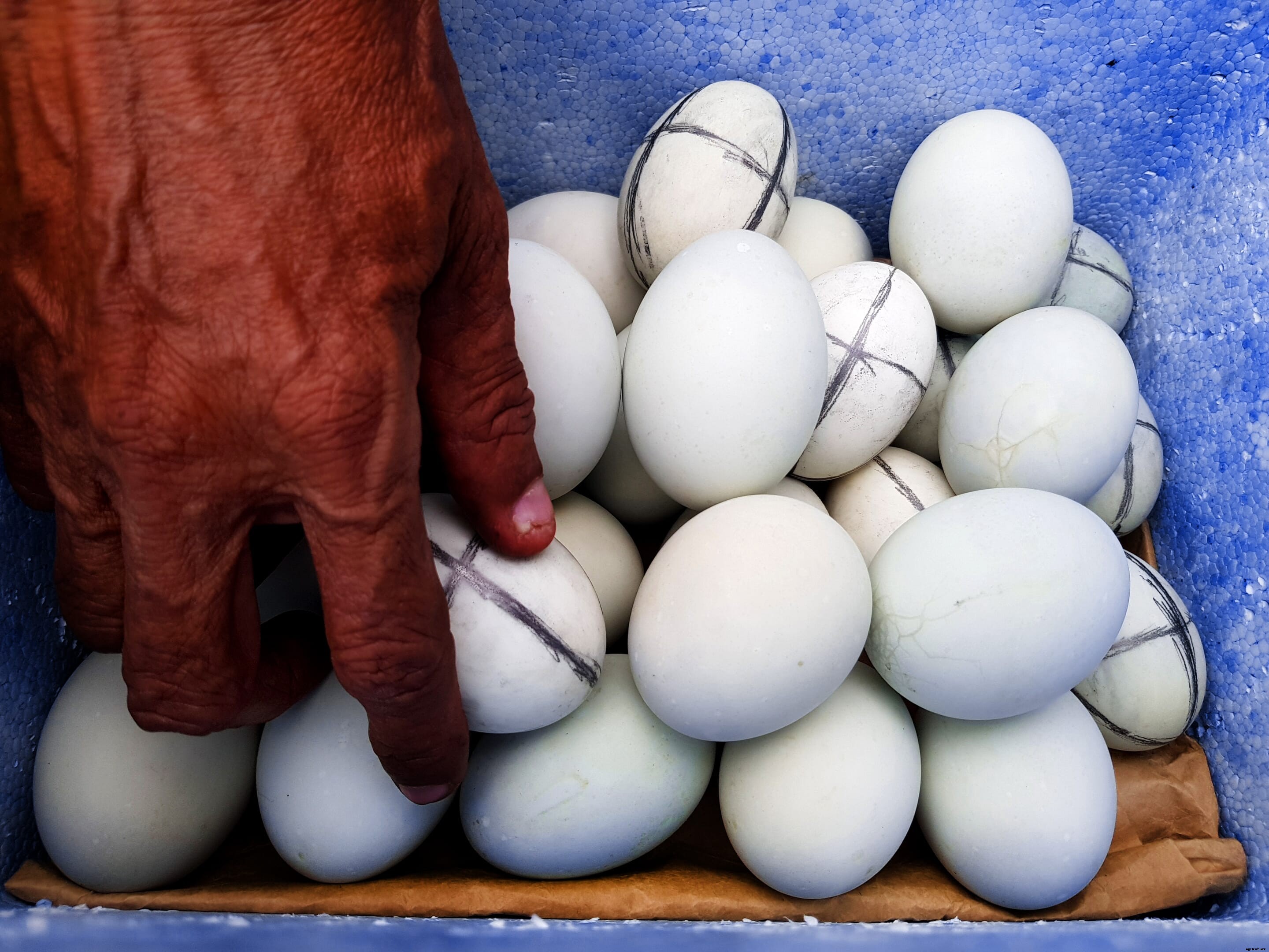 Time to 'give a duck': The Philippines duck industry